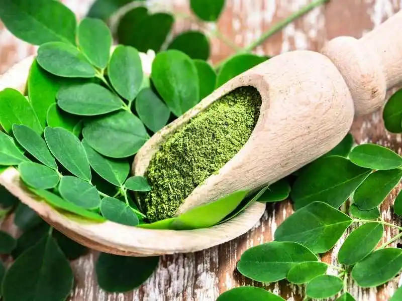 Daun Kelor: Superfood dengan Segudang Manfaat untuk Kesehatan