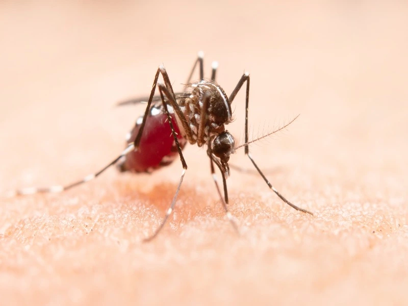 Bukan Sekadar Gigitan Nyamuk, 8 Fakta Chikungunya yang Sering Diremehkan